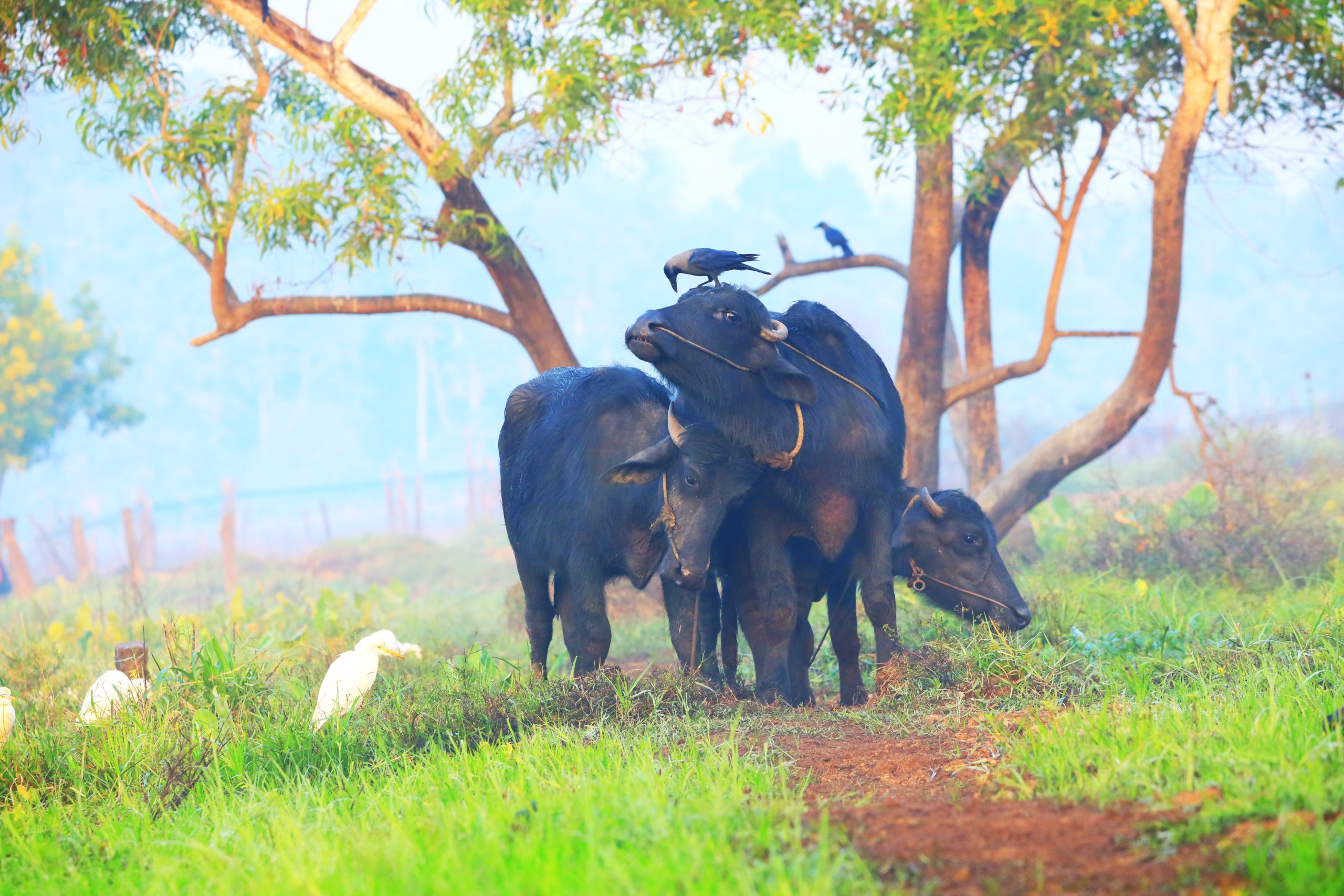 अब सिर्फ 10 रुपये में घर बैठे हो सकेगी जांच,, गाय-भैंस गर्भवती है या नहीं